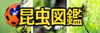 昆虫図鑑